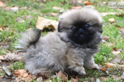 Dogs for sale in canton ohio. Pekingese puppy for sale near Akron / Canton, Ohio ...
