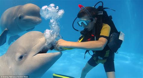 Hilarious Moment Friendly Beluga Whale Photobombs Divers Underwater