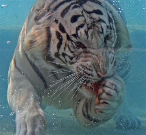 tiger bengal swimming royal diving eating underwater under wallpapers cool snow water animals tigre funlava el collection playing