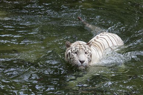 White Bengal Tiger Swimming Photograph By Jit Lim Pixels