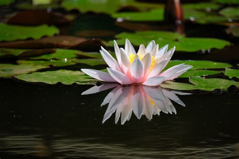 Glowing Water Lily Foto And Bild Outdoor Natur See Bilder Auf