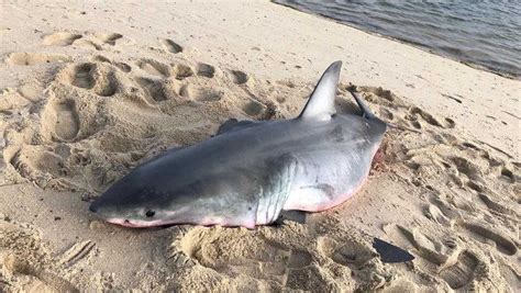 Dead Shark Washes Up On Beach
