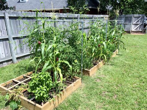 Get An Early Start On Spring Veggies Gardening In The Panhandle