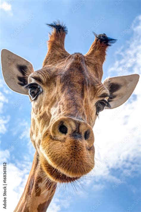 Close Up Of A Giraffe Head Stock Photo Adobe Stock