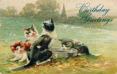 Cats Birthday Wishes Free Stock Photo Public Domain Pictures