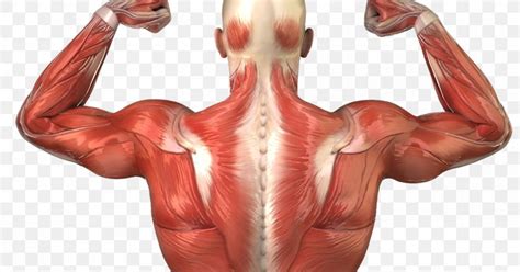 Human Body Human Back Anatomy Muscle Muscular System Png