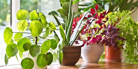 30 Easy Houseplants Easy To Care For Indoor Plants