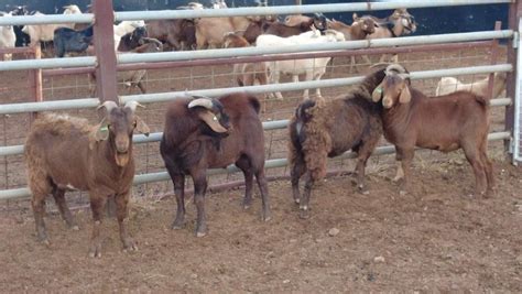 Lot 582 4 Goats Bucks Auctionsplus