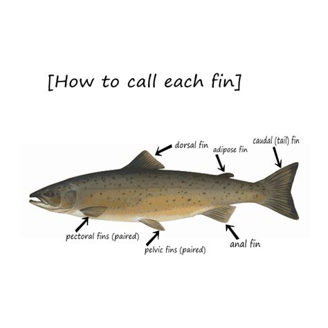 Cartilaginous Fish Vs Bony Fish Main Differences Ocean Info
