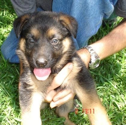 Prices can change and vary from location to location, so always check with your clinic for their prices. Cost to Transport 8 WEEK OLD FEMALE GERMAN SHEPHERD PUPPY ...