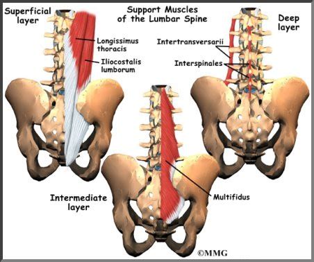 The first half of the movement where you bring the barbell from. Lower Back Anatomy | Houston Methodist