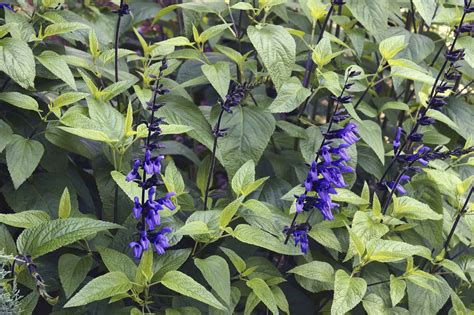Catmint Vs Salvia What Are Their Differences A Z Animals