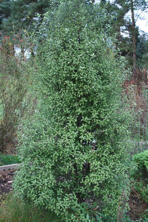 Pittosporum Tenuifolium Let S Go Planting Farm Gardens Outdoor