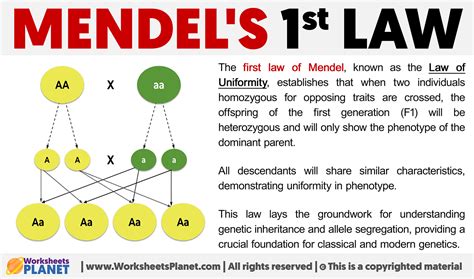 Mendels First Law The Mendel 1st Law