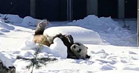 Estonoesnoticia Finlandia Les Da La Bienvenida A Dos Pandas Gigantes