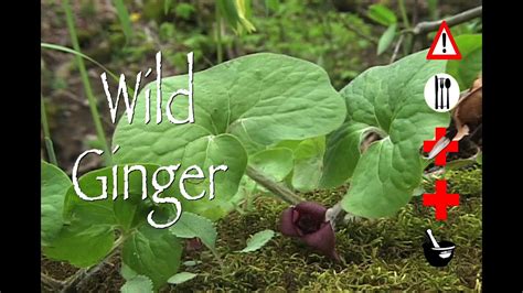 Wild Ginger Edible Medicinal Cautions And Other Uses Youtube
