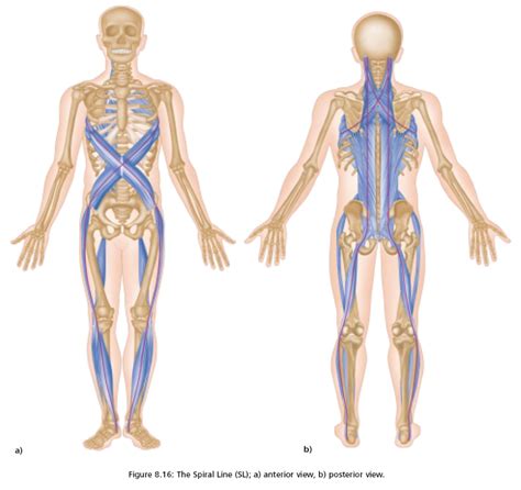 Fascia Bones And Muscles Beinghuman
