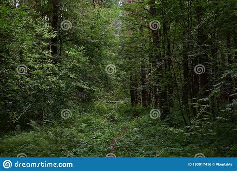 A Trail In A Unique Wilderness Forest Deciduous Forest Trees And