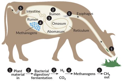 Animals Free Full Text A Review Of Enteric Methane Emission