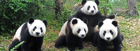 Panda No Longer Endangered Financial Tribune