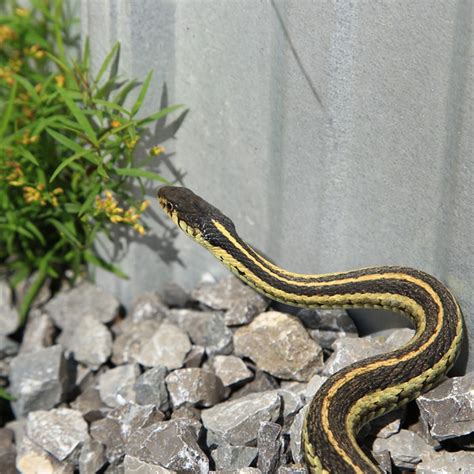 Snake proof your chicken coop. Use these tips for keeping snakes away! | Keep snakes away ...