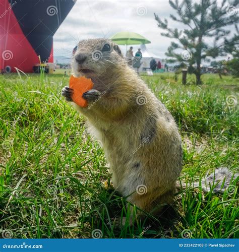 Funny Gopher In The Park Stock Photo Image Of Gopher 232422108