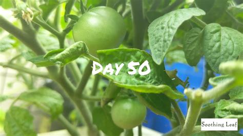 Maybe you would like to learn more about one of these? Hydroponic Dwarf Tomato Plant | Day 50 | Ebb and Flow ...