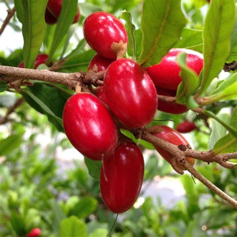 Miracle Fruit Plant Synsepalum Dulcificum Tree Miracle Berry Etsy