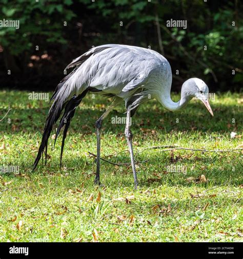 The Blue Crane Grus Paradisea Is An Endangered Bird Specie Endemic To