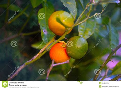 Ripening Oranges On Tree Lots Of Fruits Stock Photo Image Of Fruits