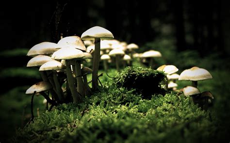 Mushroom Forest Wallpaper 64 Images