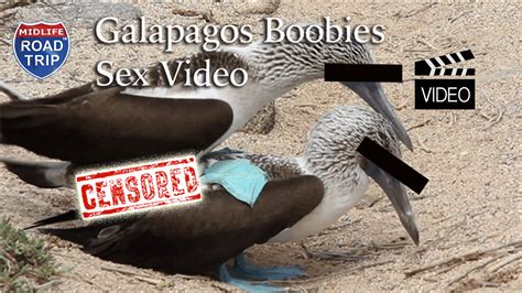 Galapagos Boobies Sex Video