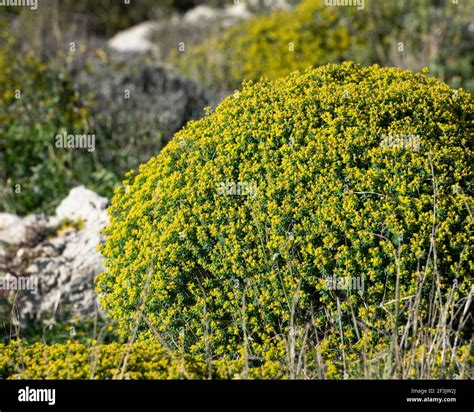 Malta Flora Maltese Nature Yellow Blossom Bush In Winter Season In