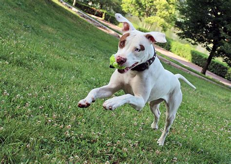 Clark vice, and gainesway small animal clinic is a full service animal hospital and welcomes both emergency treatment cases as well as pet patients in need of. Keeping Pets Happy in the COVID Era | Medical District ...
