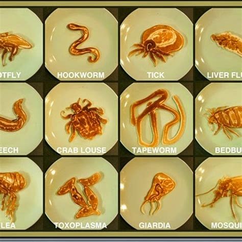 Human Parasites Types Of Parasites And Classification Medicotipscom