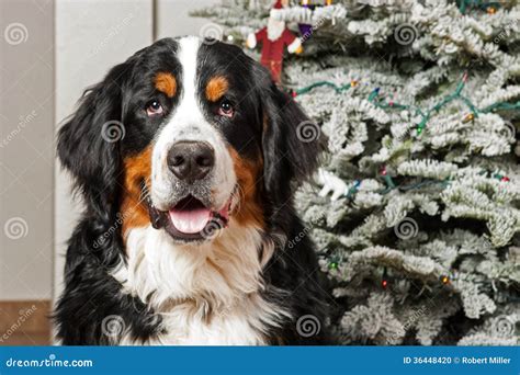 Bernese Mountain Dog At Christmas Stock Photo Image Of Smiling