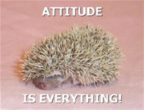 the real hedgehogs Photo (10569073) - Fanpop