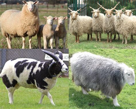 Sheep Sheep Breeds List Of Sheep Breeds Sheep Breeds Picture I Am