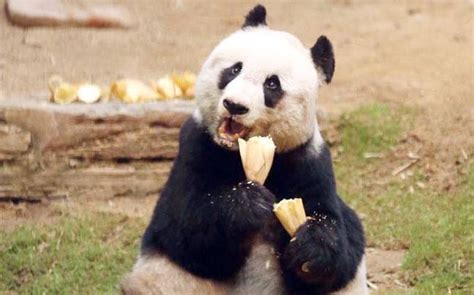 Worlds Oldest Panda In Captivity Dies In Hong Kong India Today