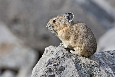 Ochotonidae Définition Et Explications