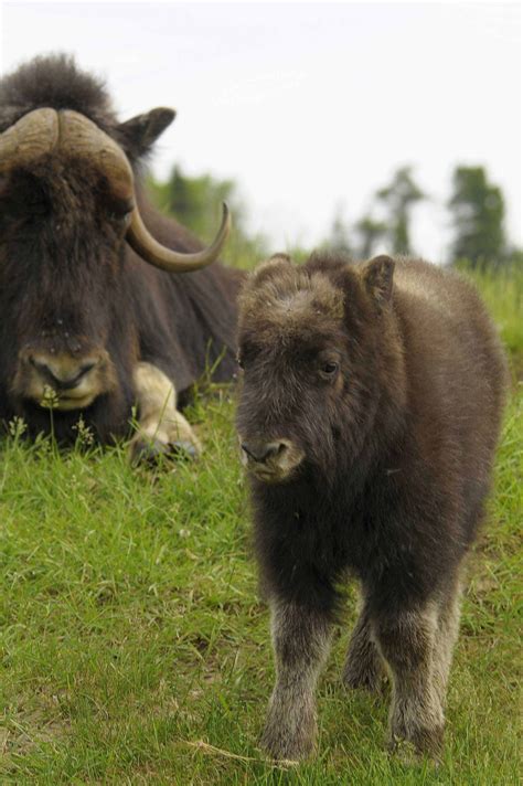 Boeuf Musqué Zoo Sauvage De Saint Félicien