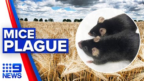 Mice Plague Invading Towns After Intense Rainfall 9 News Australia