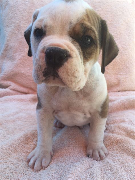 Olde English Bulldogge Puppies For Sale Antioch Ca 213065