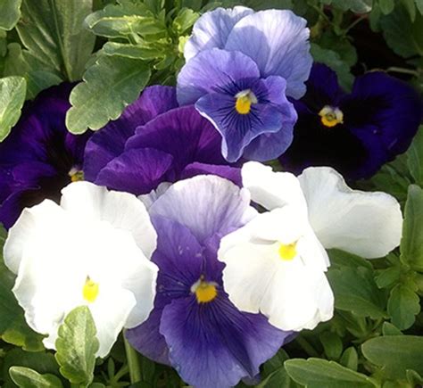 Pansy ‘delta Cool Water Mix‘