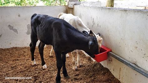 Últimos Avances En El Manejo Del Destete De Terneras Lecheras