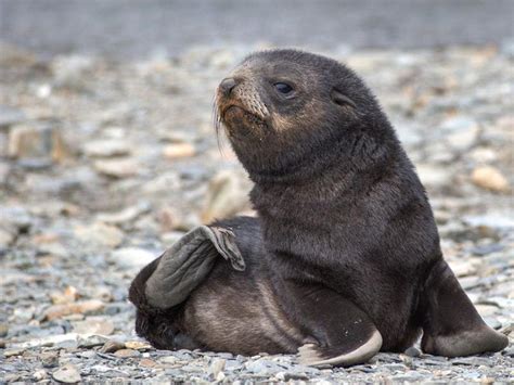A Baby Seal Has Been Rescued From A Field 10km From The Beach In New