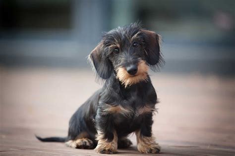 10 Reputable Wire Haired Dachshund Breeders In The Us