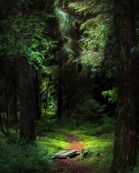 Dark Forest Forest Trail Forest Path Redwood Forest Tree Forest