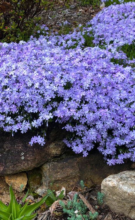 Buy Blue Creeping Phlox Plants Free Shipping Wilson Bros Gardens