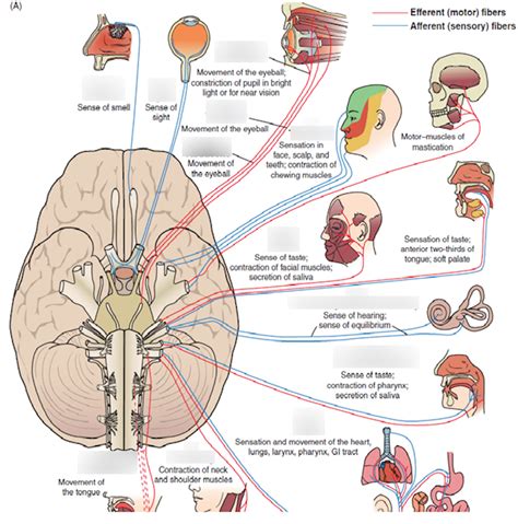Figure 11 37 A Overview Of Cranial Nerves And Their Function Diagram Quizlet